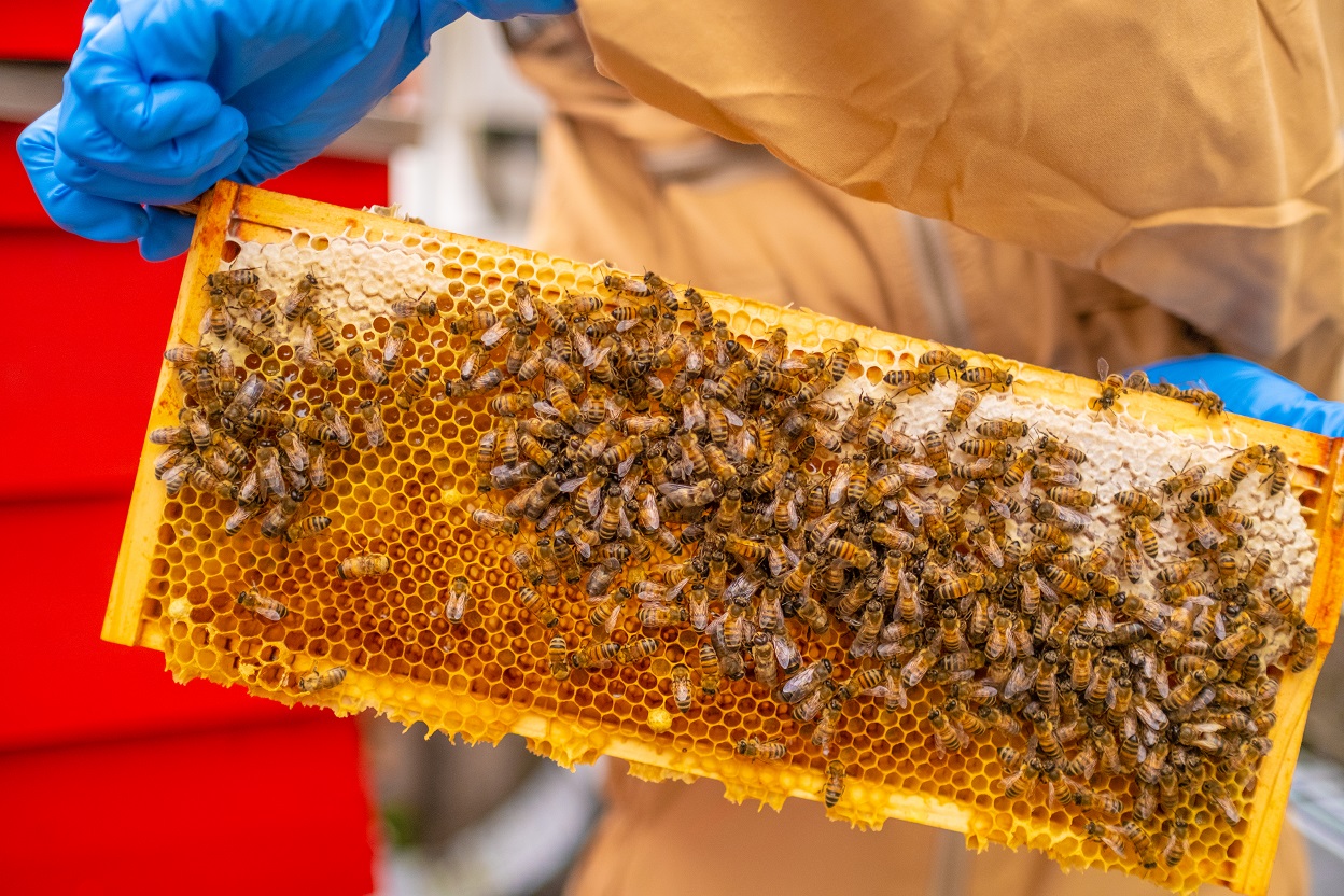 Liverpool ONE is buzzin' this World Bee Day - Liverpool ONE